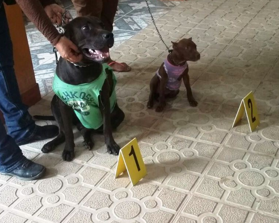En el rescate de los animales no se reportaron capturas. (Foto: PNC) 