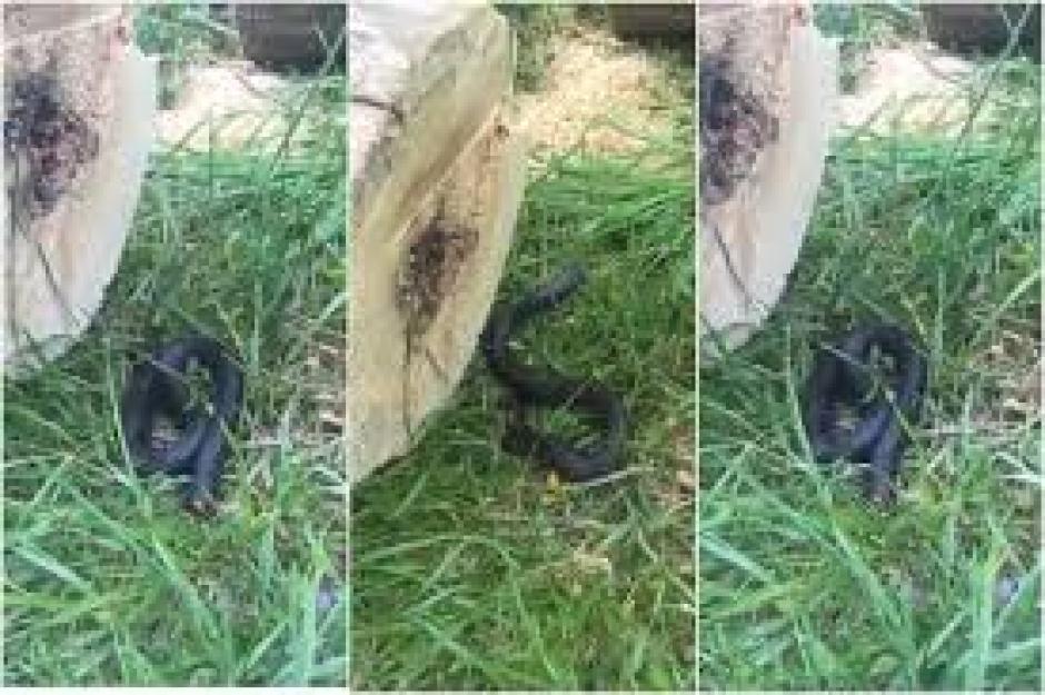 El hombre empezó a grabar cuando notó que algo extraño sucedía en medio del tronco. (Captura YouTube)