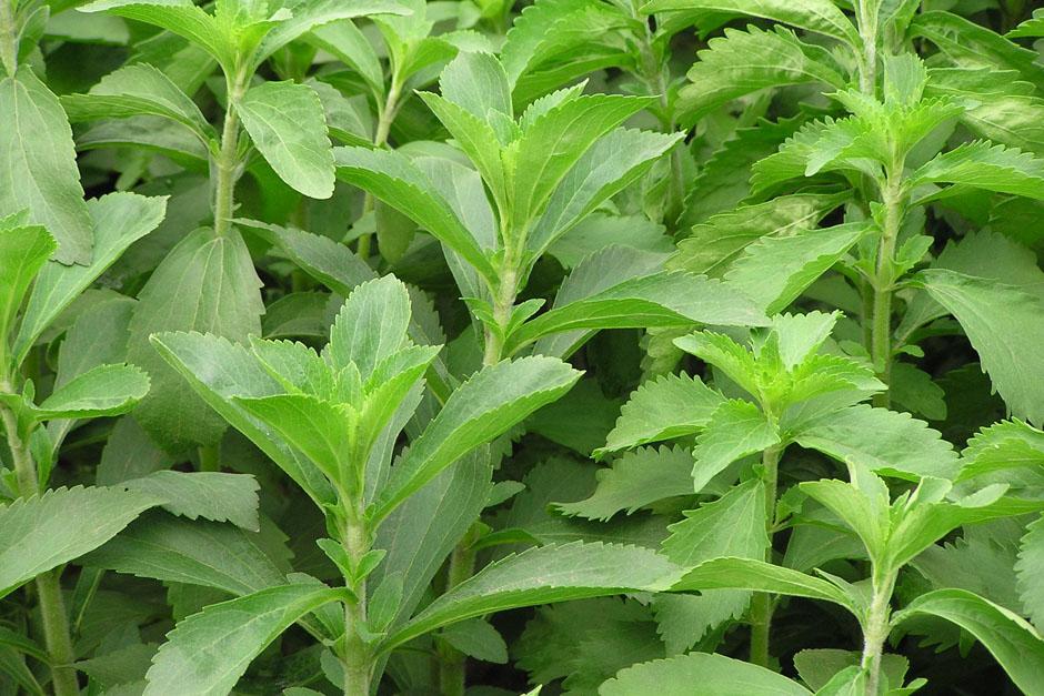 Stevia, la planta que endulza hasta 300 veces más que el azúcar, coquetea con las multinacionales productoras de bebidas (Foto: Archivo)