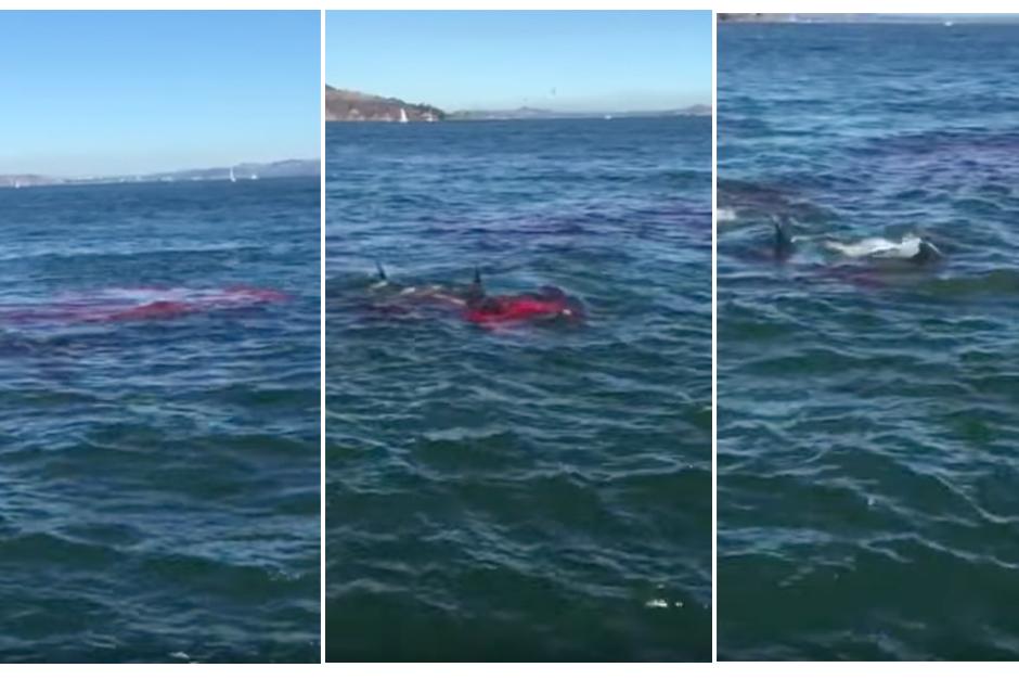 Un tiburón blanco se alimenta de una foca. (Imagen: YouTube)