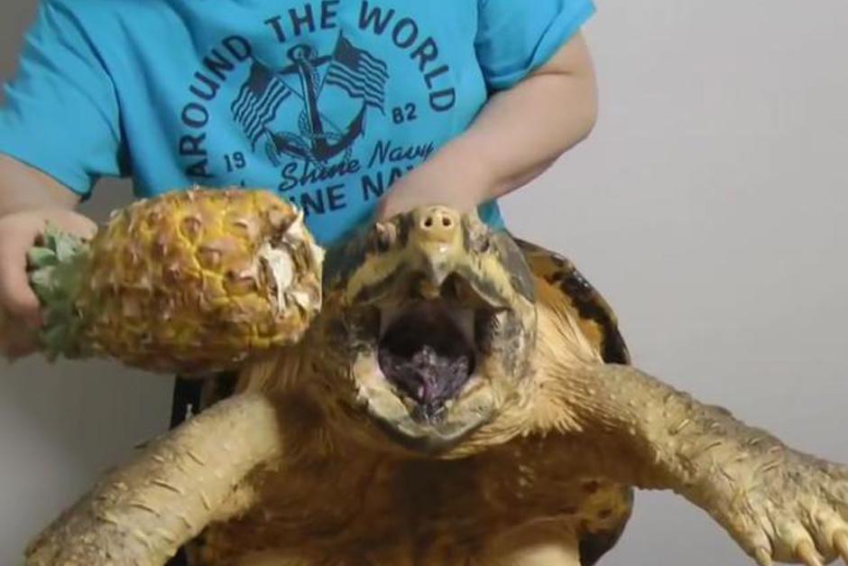 Una tortuga alligator, impacta con la forma en que muerde una piña.