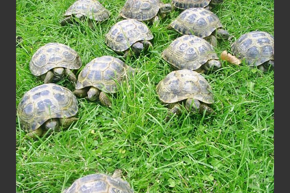 De niña, tuve tortugas y vivían en el jardín. Mi papá ideó un sistema de colores e imanes para encontrarlas. (Foto: mascotas.eninternet.es)