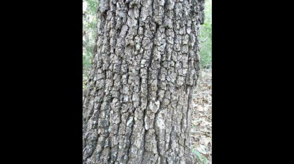 En este tronco se esconde un peligroso animal que sabe ocultarse en medio de la naturaleza. (Foto: Facebook)