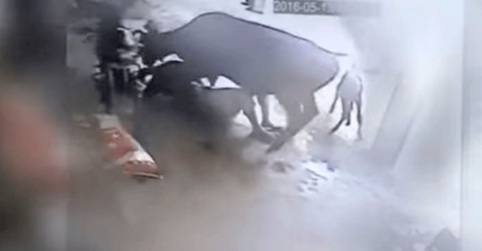 El video de una vaca que embiste a hombre que agrede a una mujer, se vuelve viral y desata polémica. (Foto: Captura de YouTube)