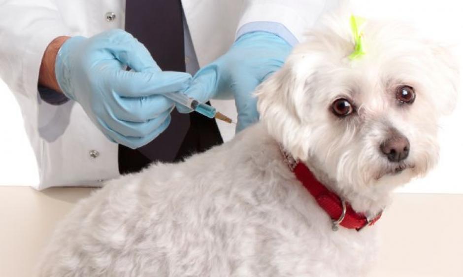 La rabia es una enfermedad grave, causada por un virus que ataca al sistema nervioso del animal. (Foto: Hogarutil.com)