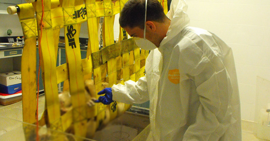 El científico mexicano Alejandro Hernández descubrió una fórmula que devuelve la vida a los cuerpos para resolver crímenes e identificarlos. (Foto: Alejandro Hernández) 