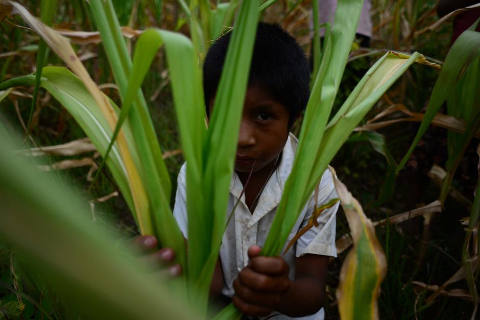 Un niño se esconde ante la presencia de los medios de comunicación en la parcela de su padre. No sabe bien lo que ocurre, sólo sabe que algo anda mal este año con el maíz. (Foto: Wilder López/Soy502)
