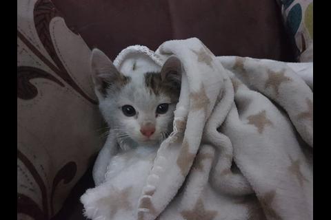 Rescatan a gato atrapado en viaducto de San Cristóbal y lo adoptan