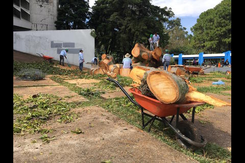 Vientos derriban enorme ceiba frente a la biblioteca de la Usac
