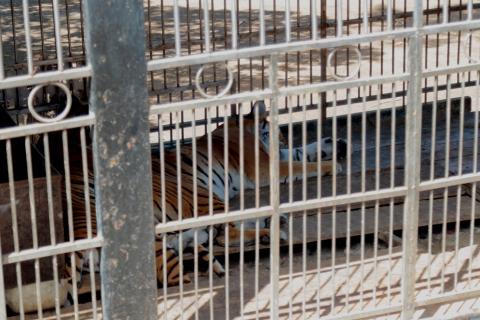 La comunidad que vive con temor de un nuevo ataque de un tigre