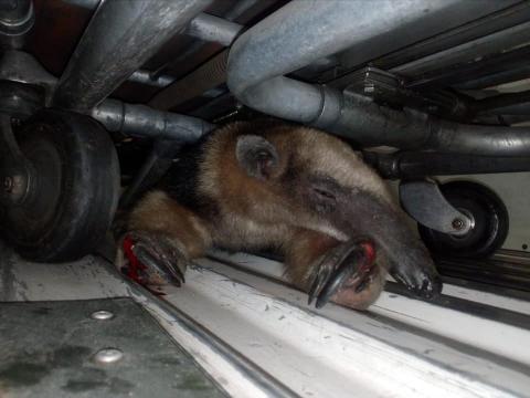 ¡Pobre oso! Vecinos de San Miguel Petapa lo golpearon por temor