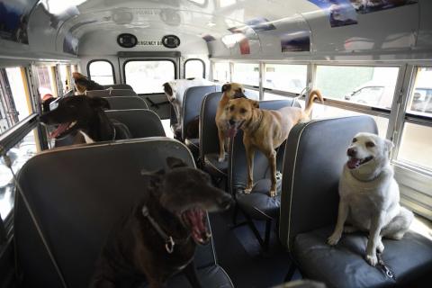 Perros rescatados viajan en el "Can Bus" por toda la ciudad