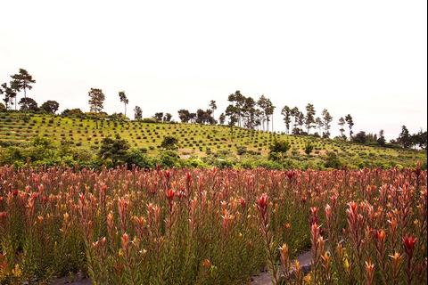 Las flores exóticas guatemaltecas que enamoran al mundo