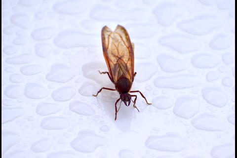 Aparecen los zompopos de mayo tras las lluvias del fin de semana