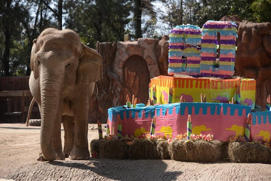 Así fue la celebración por los 60 años de Trompita (video)