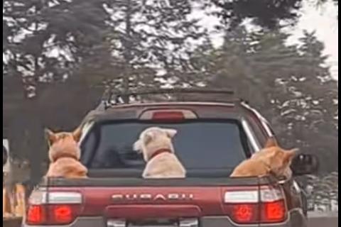 Perros llaman la atención por su conducta en pleno tránsito (video)
