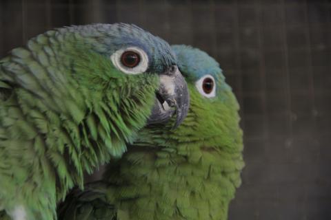 En Guatemala se rescatan hasta 600 animales de contrabando al año