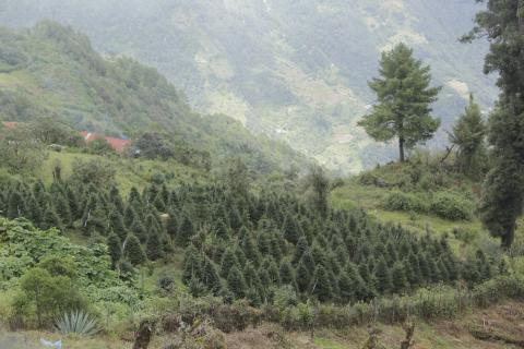 Así llega un pinabete de las montañas a tu hogar para Navidad