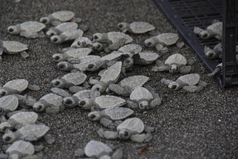 Parque Nacional Sipacate Naranjo, el santuario de las tortugas marinas