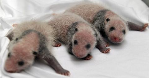 Conoce a los trillizos pandas nacidos en China