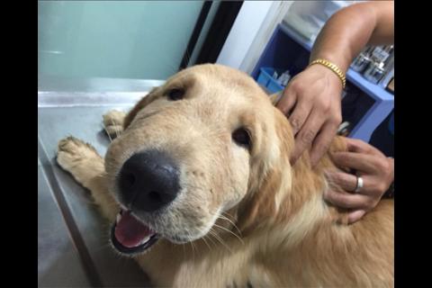 La imagen de un perro picado por abejas se vuelve viral