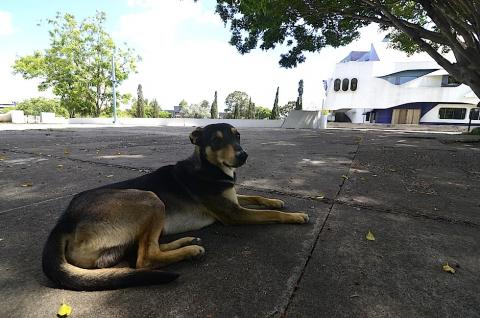 Solovino, el perrito que resguarda a los artistas del Teatro Nacional