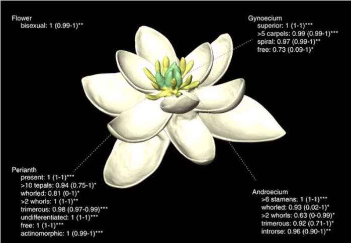 Según la reconstrucción robótica, así sería la primera flor de la Tierra. (Imagen. Infobae)