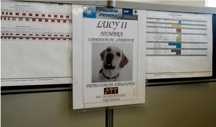 Actualmente, Lucy es una agente retirada pero durante varios meses fue un elemento activo con amenazas de muerte. (Foto Daniel Ojeda/Vice News)