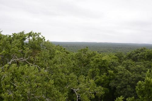 Vista de la selva de Carmelita, en Pet&eacute;n, donde las comunidades producen chicle y hule. (Foto: Johan Ord&oacute;&ntilde;ez/AFP)