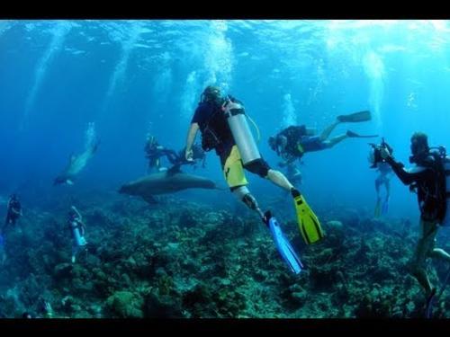 Nadando con tiburones tigre sin ox&iacute;gen