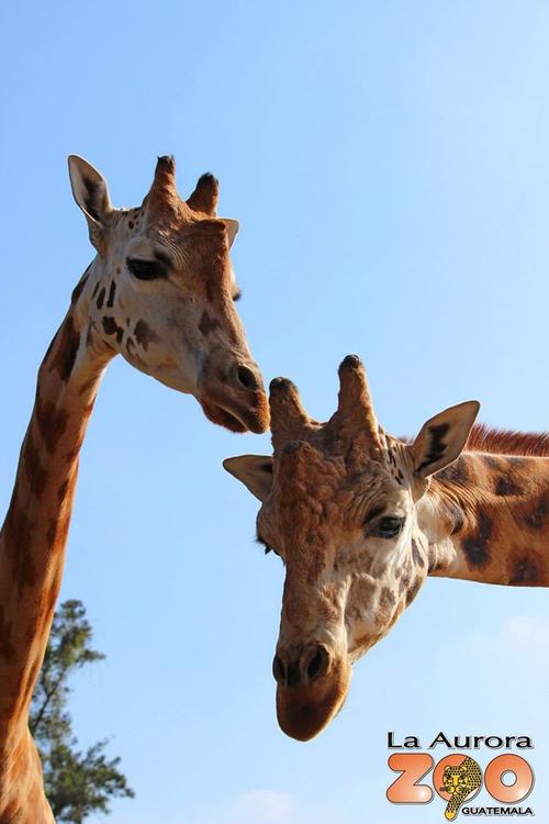 Aprovecha esta oportunidad &uacute;nica de acercarte a las grandes jirafas. (Foto: Zool&oacute;gico La Aurora)