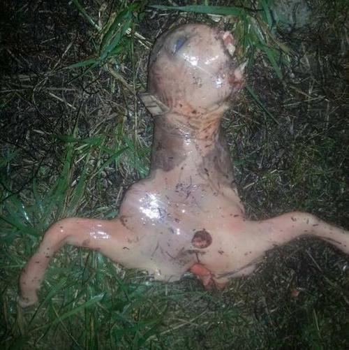 Extra&ntilde;o animal encontrado en California.