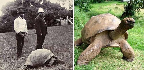 En 1902 fue fotografiada la tortuga Jonathan, y este lunes fue recibida con nuevos "flashes". (Foto: UPSOCL)