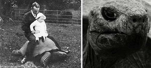 En 1902 fue fotografiada por primera vez. En ese momento Jonathan, la tortuga ten&iacute;a 50 a&ntilde;os de edad. (Foto: UPSOCL)