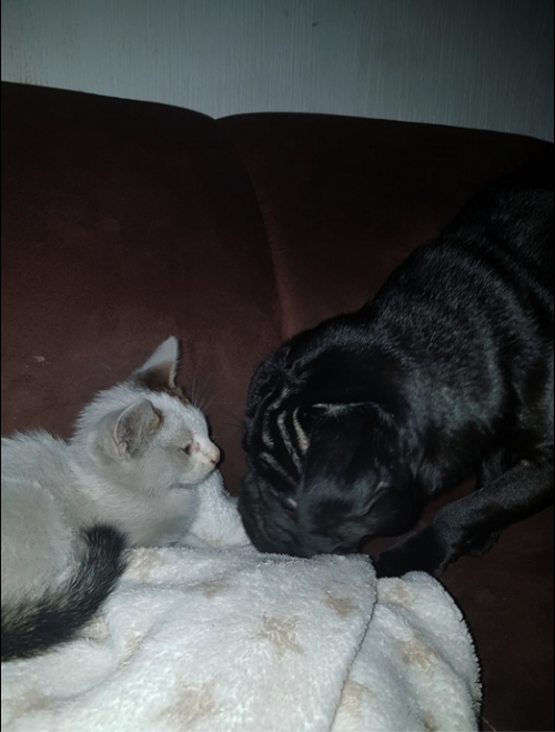 El perro de la familia recibió demasiado bien al gatito. (Foto: captura pantalla) 