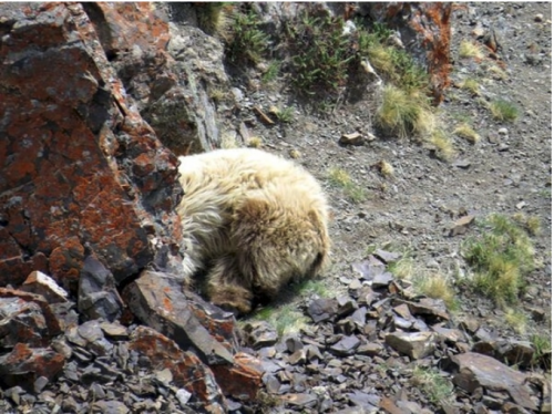 Al principio, los aventureros solo observaron parte del cuerpo de este oso. (Foto: Kaichi Travel/The Siberian Times)