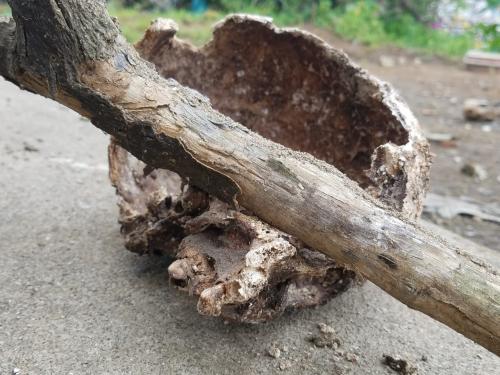 El cráneo de una persona fallecida se encuentra frente a una de las tumbas profanadas. (Foto: Jessica Gramajo/Soy502)