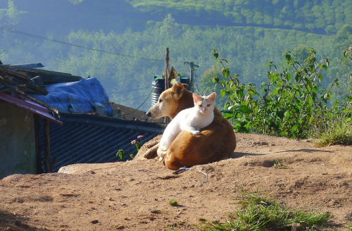 Es importante cuidar a los animales de la ola de calor. (Foto: Pixabay)