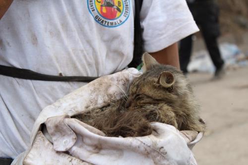 Los param&eacute;dicos ubicaron varios gatos en la zona del desastre. (Foto: Josu&eacute; Ram&iacute;rez/Soy502) 