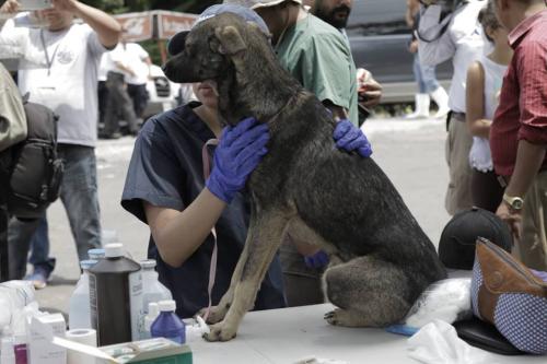 Perros, gatos y animales de granja han sido encontrados y atendidos.  (Foto: Alejandro Bal&aacute;n/Soy502)