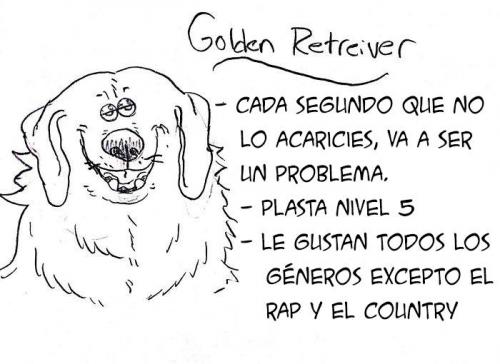 Golden Retriever es muy activo. (Foto: parfavar) 
