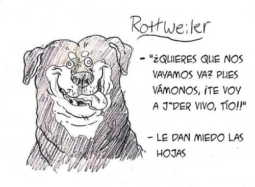 El Rottweiler es un buen perro de rescate. (Foto: Mis Animales) 