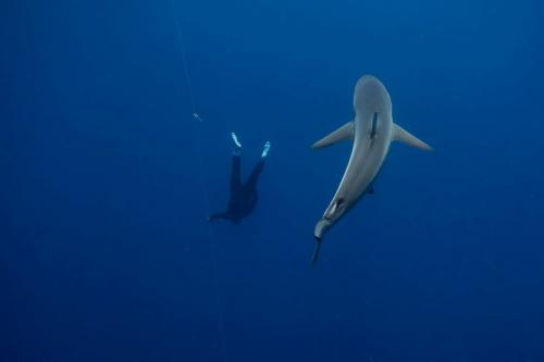 Am&eacute;rigo Mor&aacute;n mientras se sumerge . (Foto: foto: oficial)
