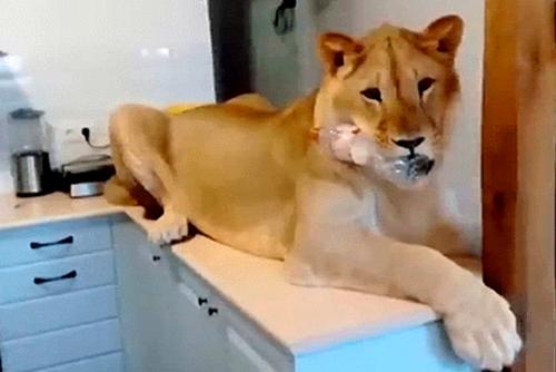 Los due&ntilde;os de Simba, tienen la autorizaci&oacute;n para tenerlo en su hogar (Foto: larepublica)