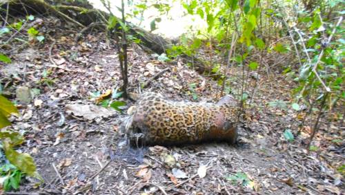 El jaguar quiso protegerse de las llamas y quedÃ³ en una posiciÃ³n fetal. (Foto: Conap)