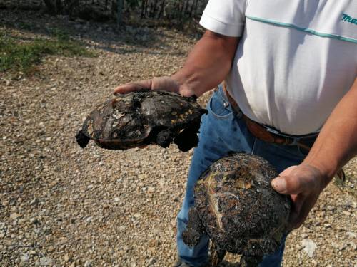 Así quedaron los caparazones de las tortugas (Foto: Bomberos Voluntarios)
