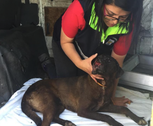 En el albergue necesitar&aacute;n de tu apoyo. (Foto:Facebook)