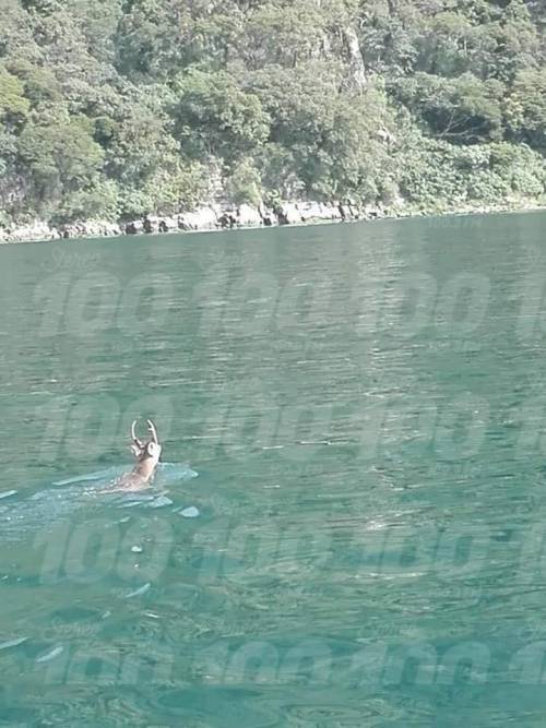 Los usuarios compartieron fotos del venado nadando en el Lago de Atitl&aacute;n. (Foto: Stereo 100) 