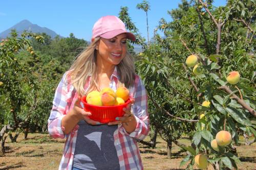 Durante los recorridos te explicar&aacute;n c&oacute;mo debes retirar la fruta del &aacute;rbol para no da&ntilde;ar sus ramas. (Foto: Fredy Hern&aacute;ndez/Soy502)