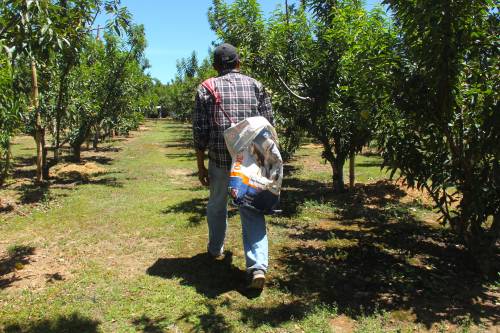 Los trabajadores empiezan a seleccionar los frutos maduros y los separan de los que a&uacute;n est&aacute;n en desarrollo. (Foto: Fredy Hern&aacute;ndez/Soy502)